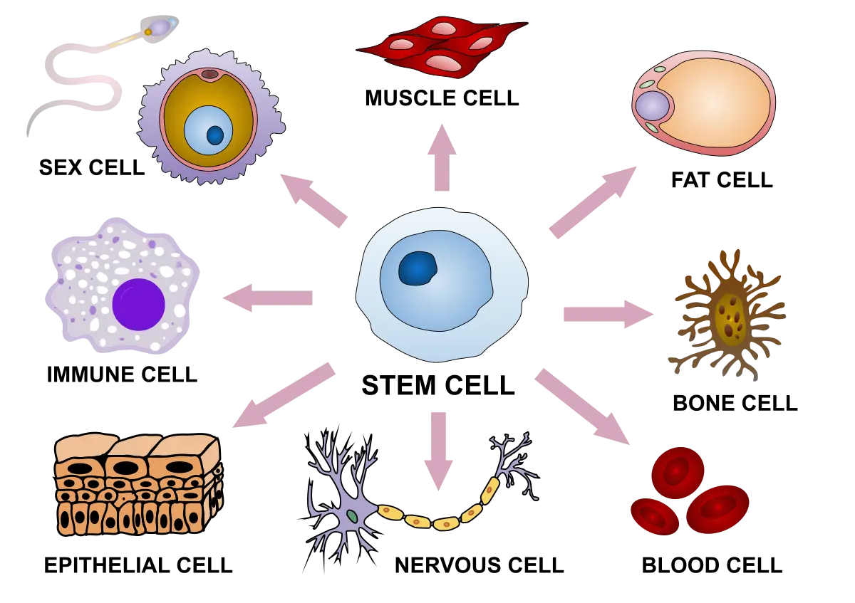 Illustration de la différenciation des cellules souches en cellules sanguines, nerveuses et musculaires spécialisées