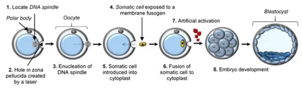 Un diagramme illustrant le processus des techniques de recherche sur les cellules souches telles que le transfert nucléaire de cellules somatiques, la création d'iPSC et l'utilisation d'ESC
