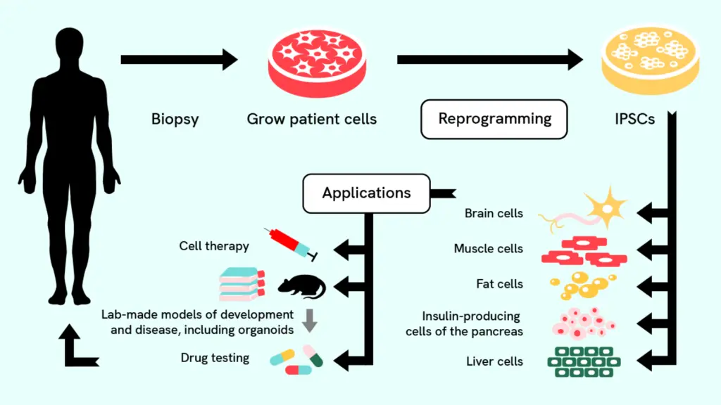 Un organigramme montrant le processus de création de cellules souches pluripotentes induites à partir de cellules adultes