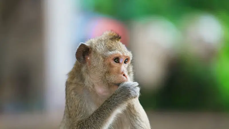 Traitement révolutionnaire de la lésion de la moelle épinière chez le singe