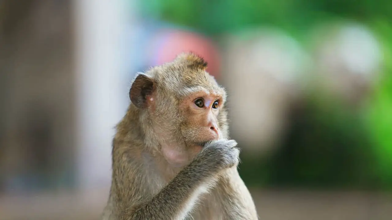 Traitement révolutionnaire de la lésion de la moelle épinière chez le singe