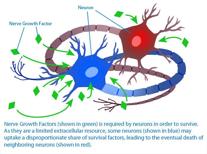 Les neurotrophines NGF et BDNF soutiennent la croissance et la survie des neurones